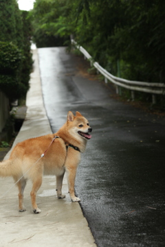 今朝のお散歩　濡れた路面が好きです