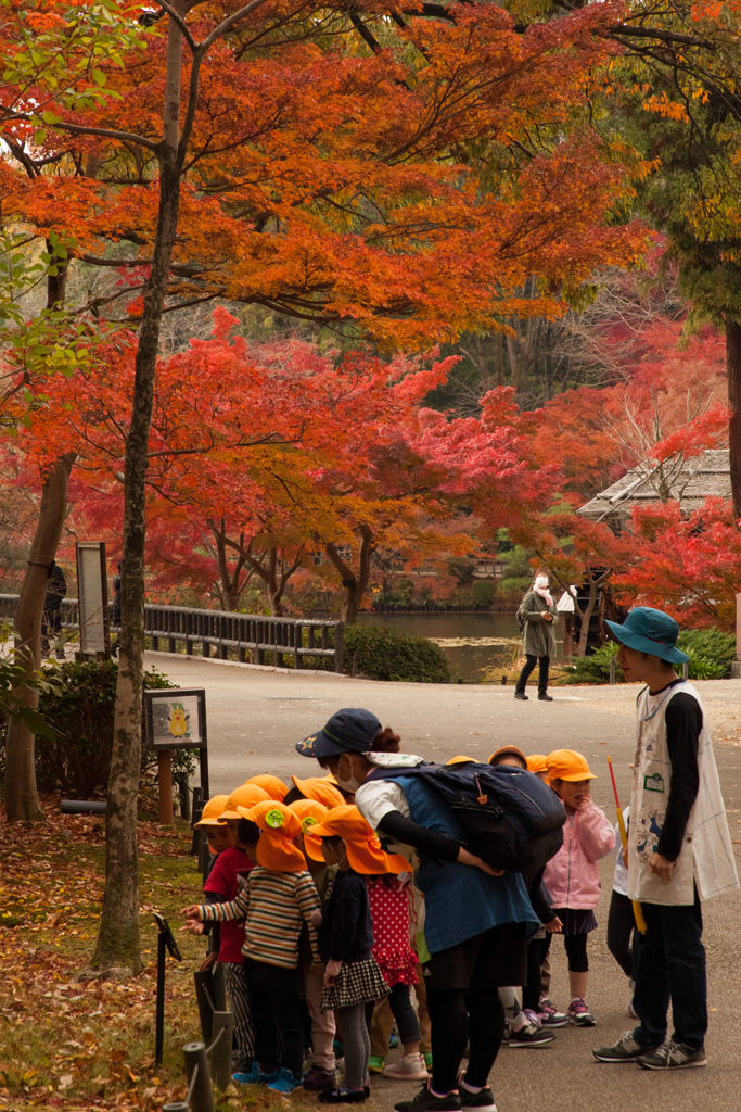 紅葉と黄色い帽子