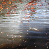 東山動植物園　紅葉終盤その②　池の鯉