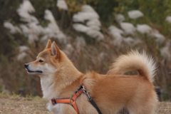 すすきとコロン君 