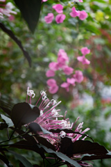 クレロデンドルム・クアドリロクラレ　冬の花火⑤