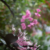 クレロデンドルム・クアドリロクラレ　冬の花火⑤