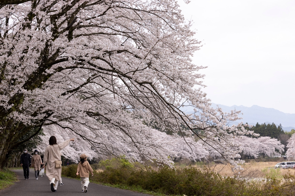 春のお散歩