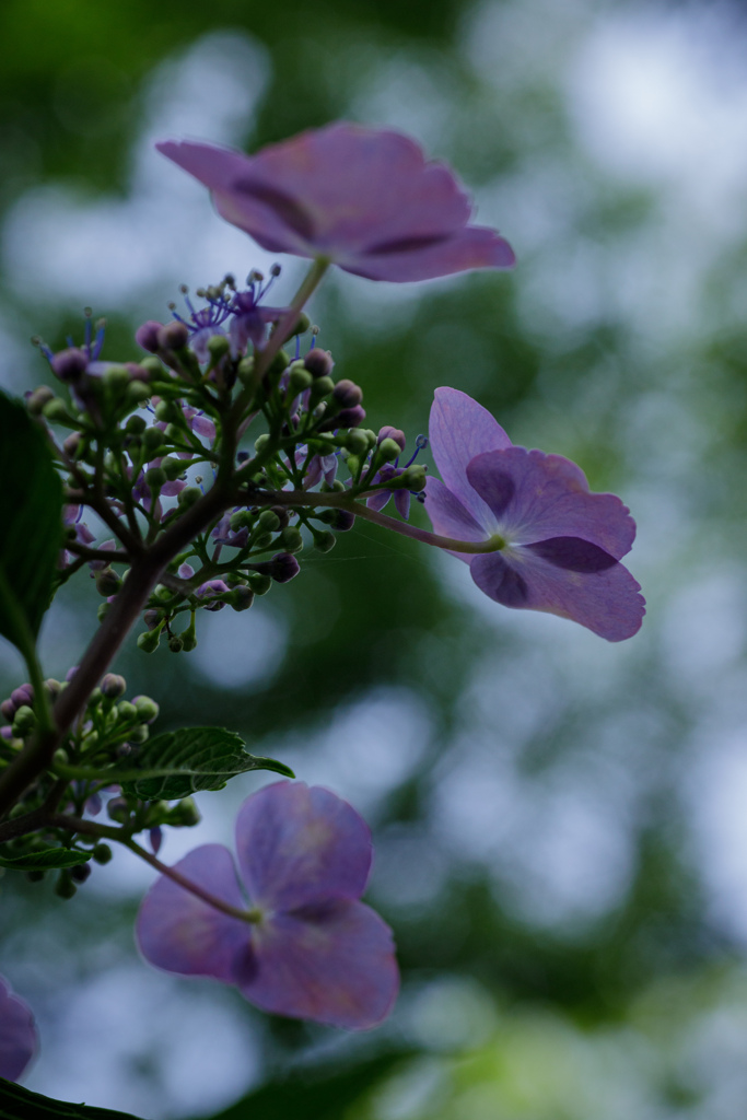 紫陽花　㊲