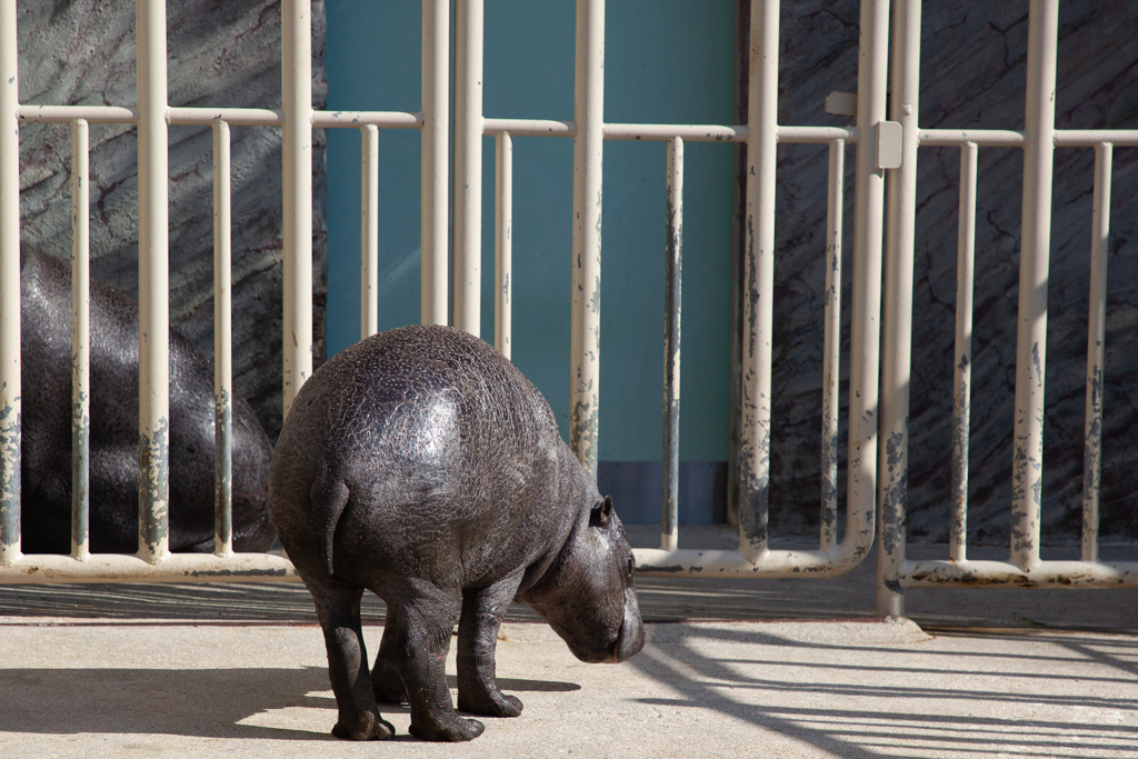 ミライ君のおしり　コビトカバさん