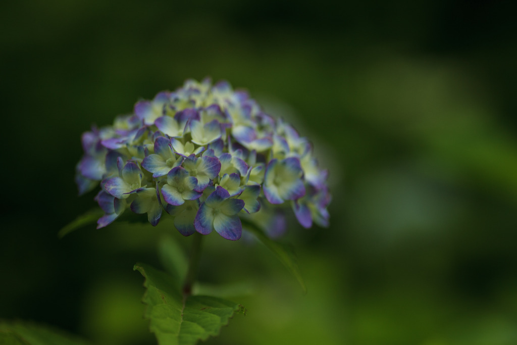 紫陽花撮り始めました