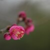 梅