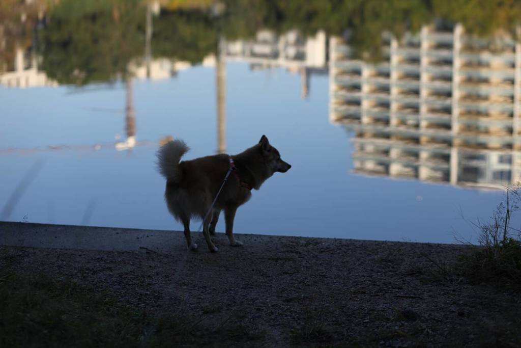 猫が洞池のほとり　