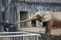 アフリカ象さんと飼育員さん