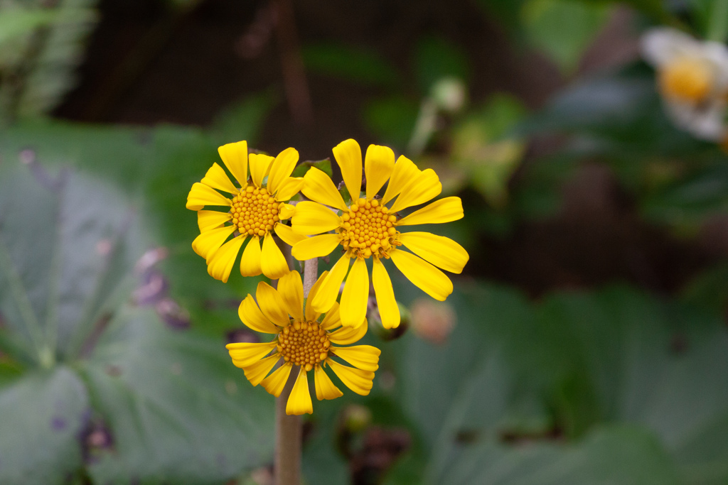 黄色三兄弟　インスタ映え(笑)
