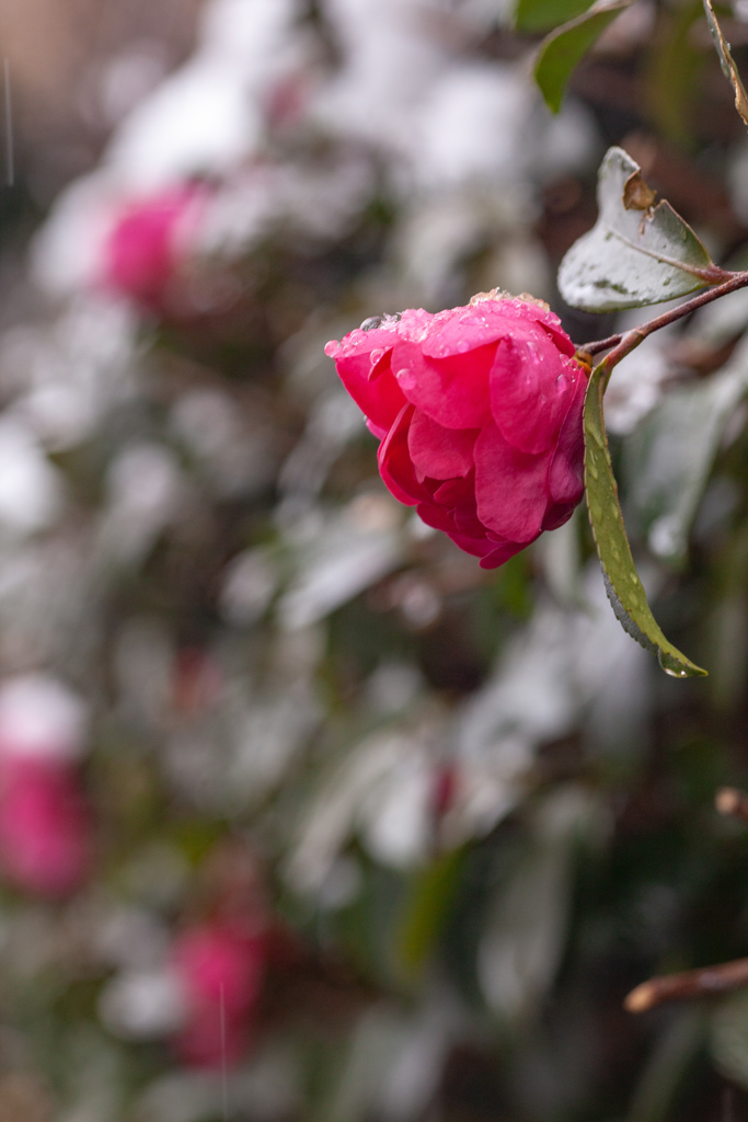 雪の椿坂　名古屋も降りました～