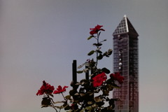 ローズガーデン　薔薇と東山スカイタワー