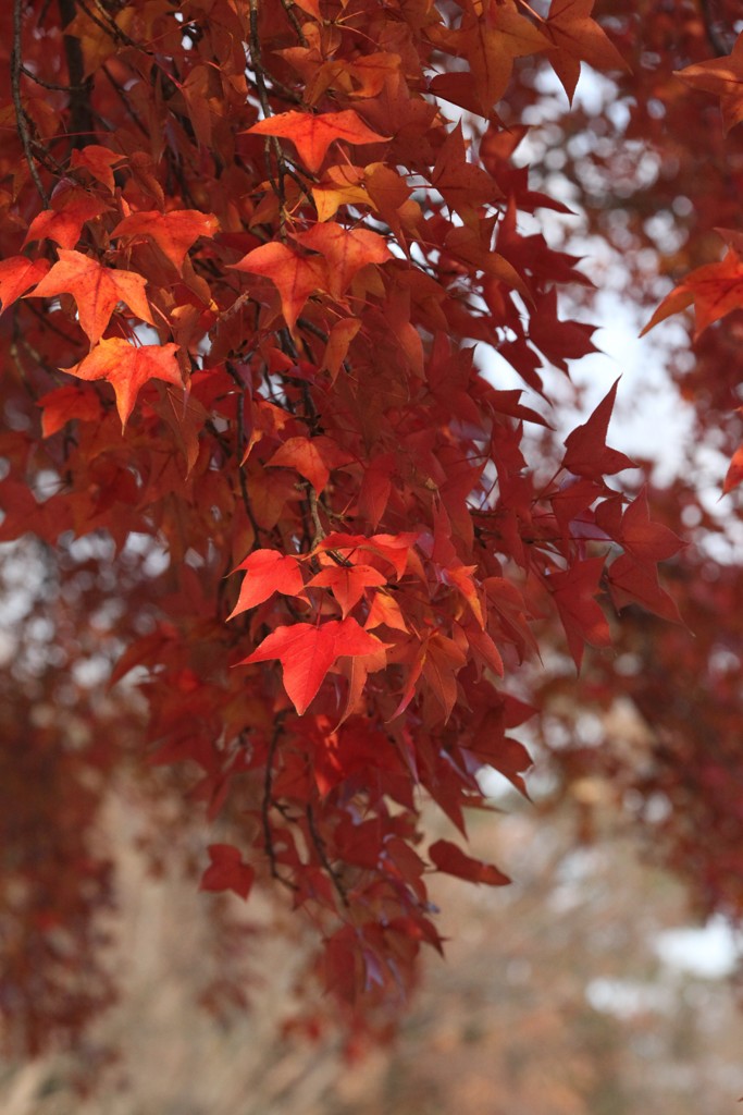 平和公園の紅葉終盤