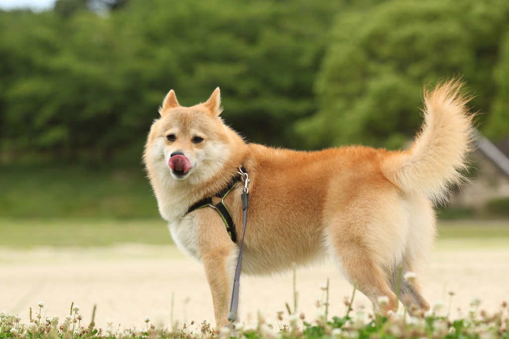 コロン君　　ぺろり