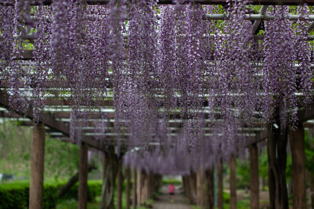 藤　名城公園