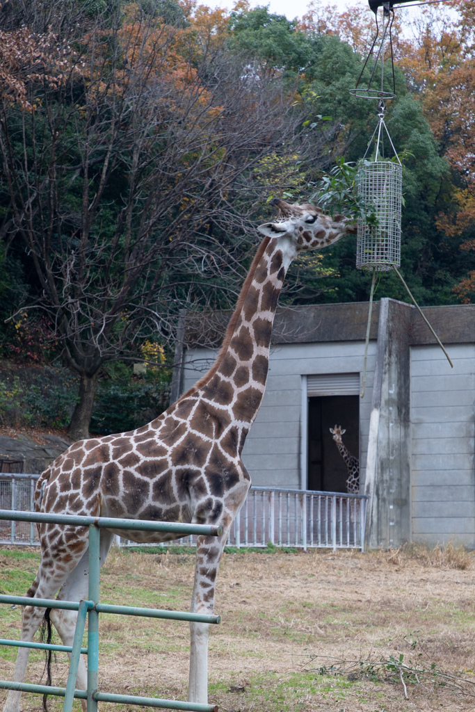 きりんさん　　奥にはひょっこりきりんさん
