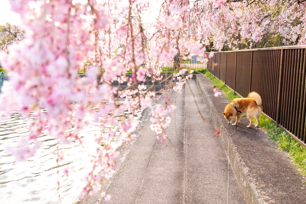 枝垂桜とコロン君