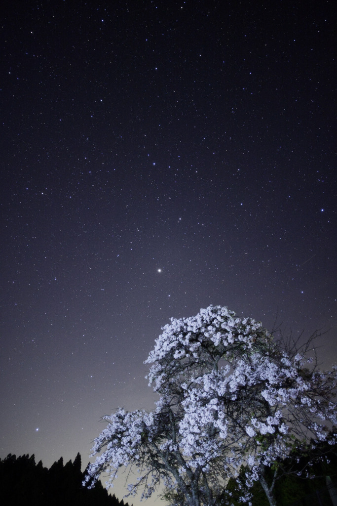 夜桜を見上げるとそこに