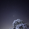 夜桜を見上げるとそこに