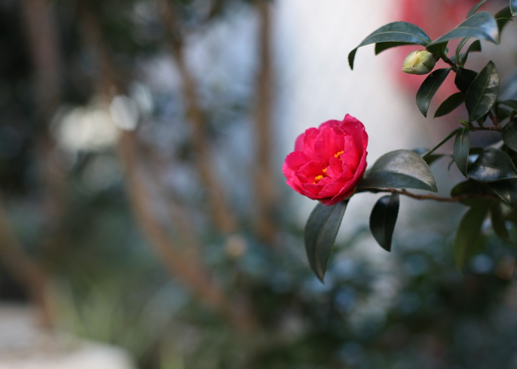 椿咲きました〜