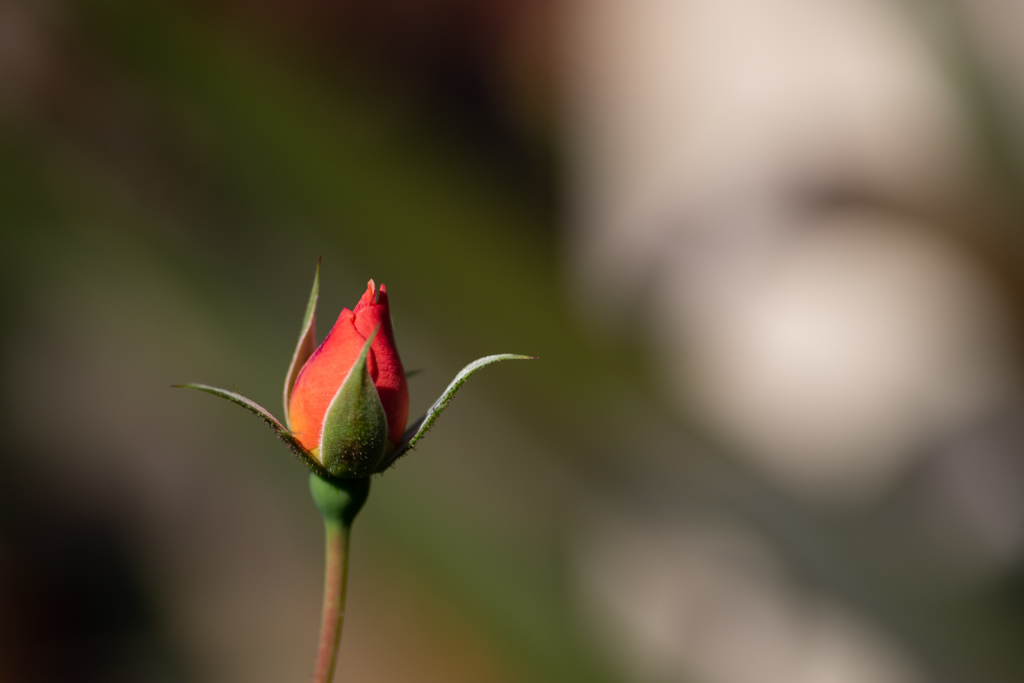 薔薇のつぼみ　