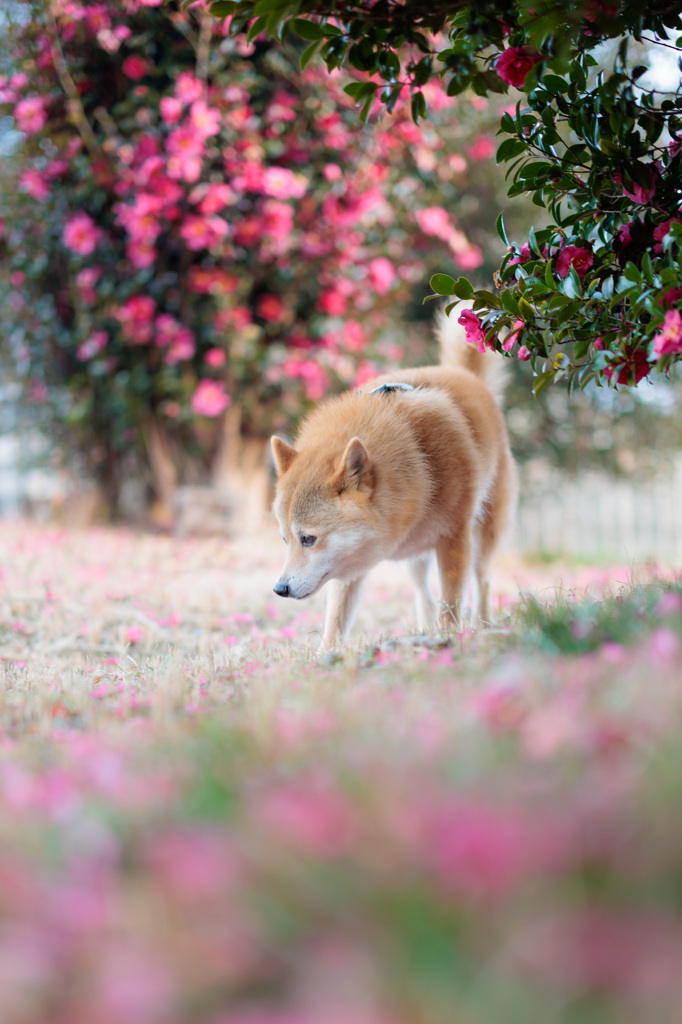 山茶花ロード　