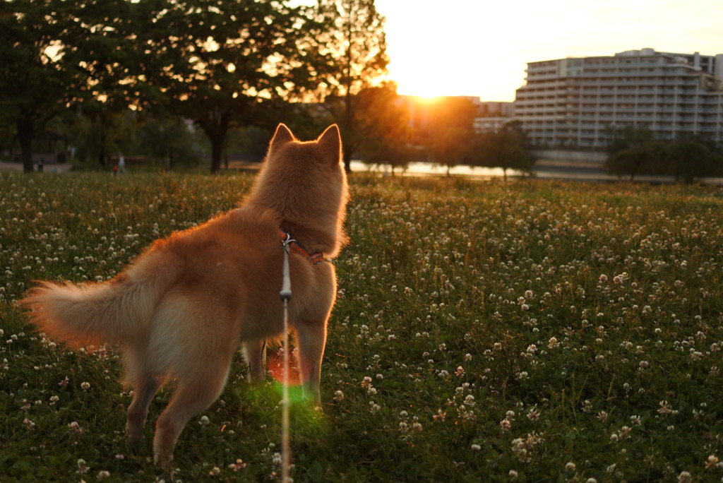 夕日とコロン君