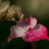 紫陽花　⑳