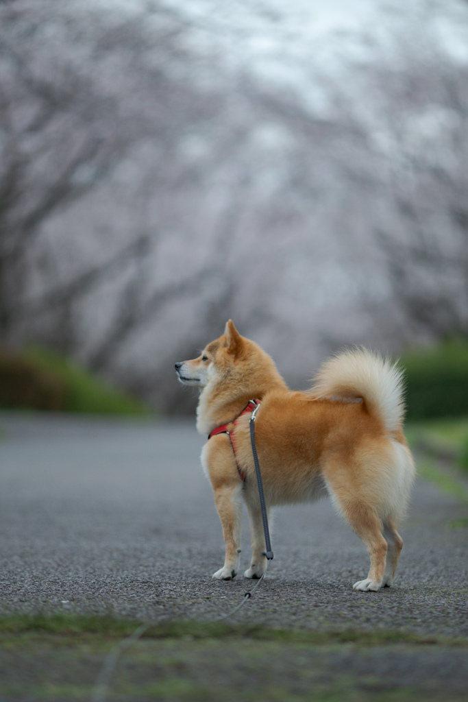 桜とコロン君