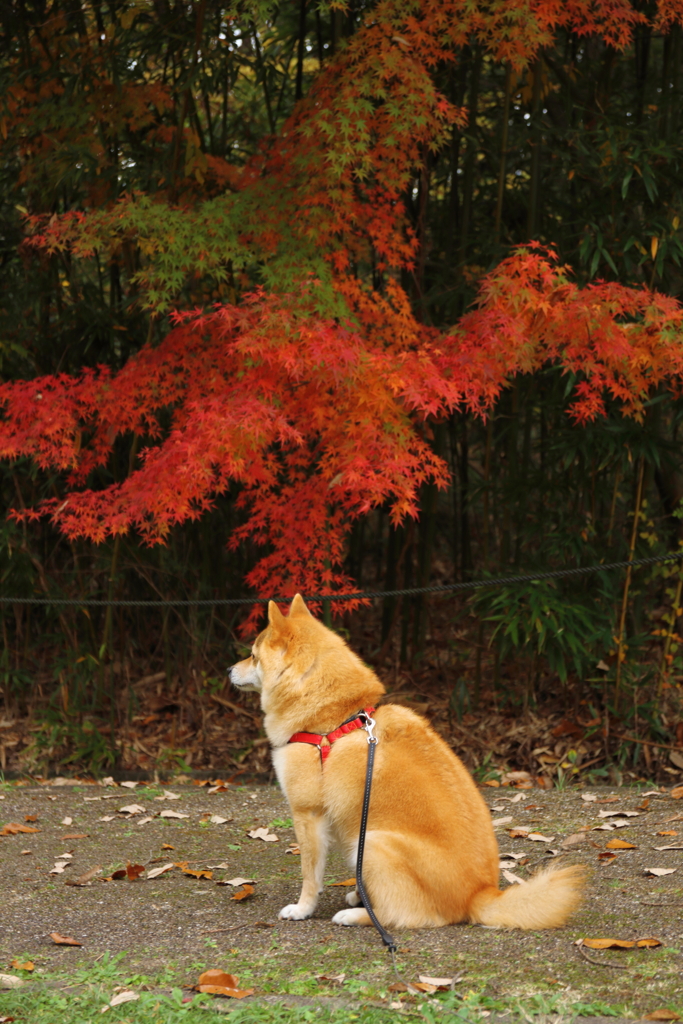 コロン君　紅葉