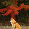 コロン君　紅葉
