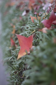 出勤途中の紅葉　その③