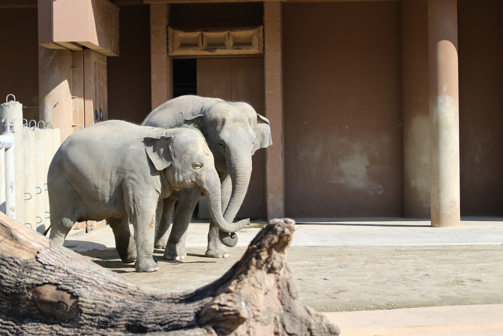 アジアゾウ　さくらちゃんとお母さん　東山動植物園