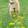 たんぽぽとコロン君