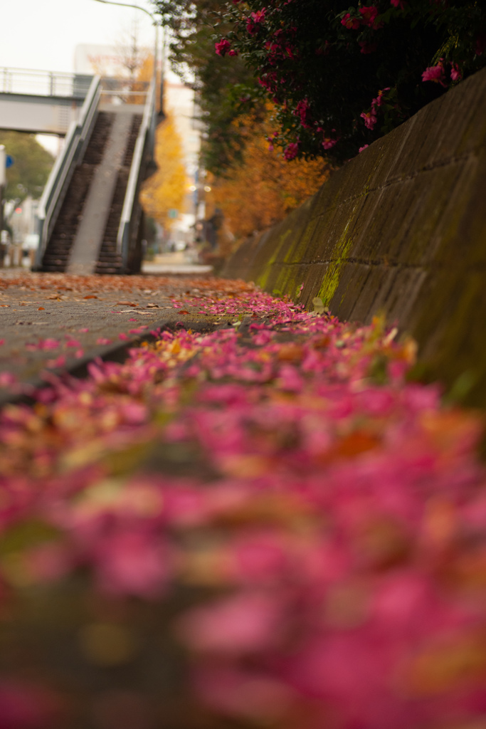 歩道橋を見上げる　ピンク