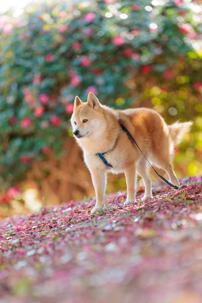 山茶花ロード