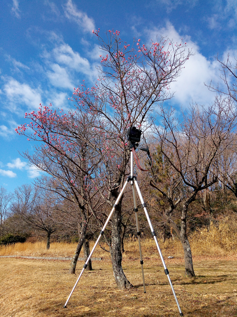 梅　①　三脚利用始めました