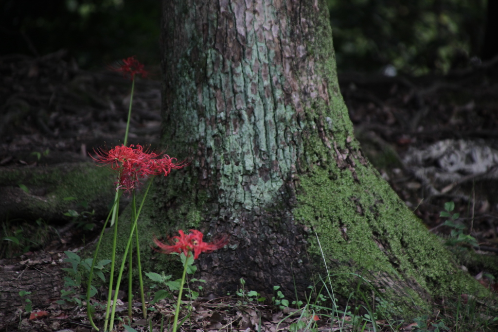 苔と彼岸花　