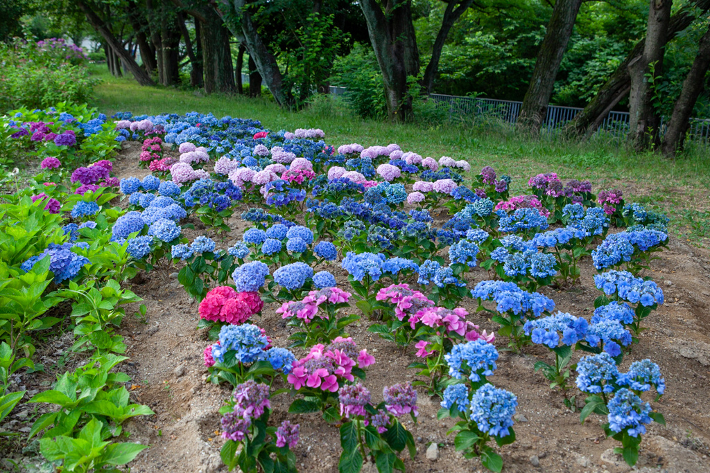 あじさい　67　誰かが去年植えてくれたあじさい