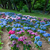 あじさい　67　誰かが去年植えてくれたあじさい