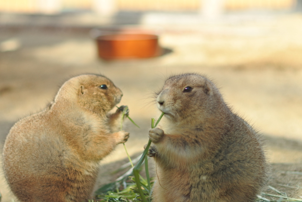 プレーリードッグさん　東山動植物園