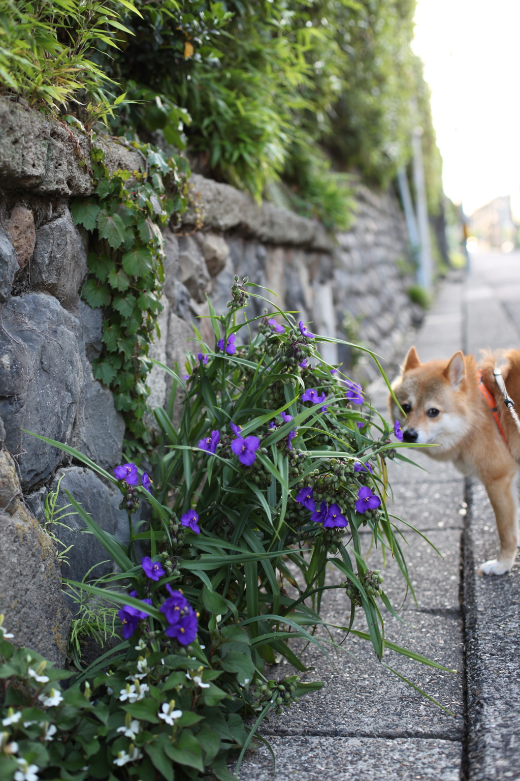 紫のお花とコロン君