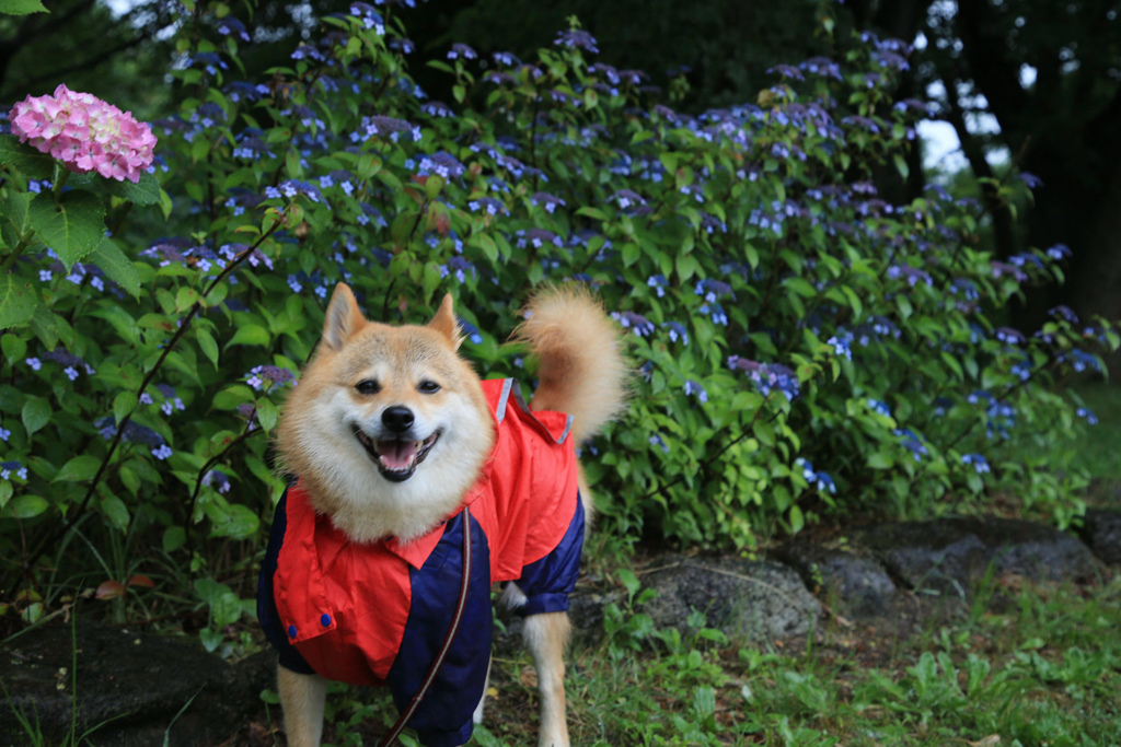 あじさい　㉛　笑顔のコロン君　