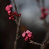 梅　つぼみ