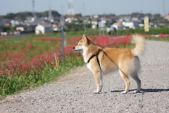 彼岸花　ごんぎつねと重ねて　