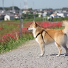 彼岸花　ごんぎつねと重ねて　