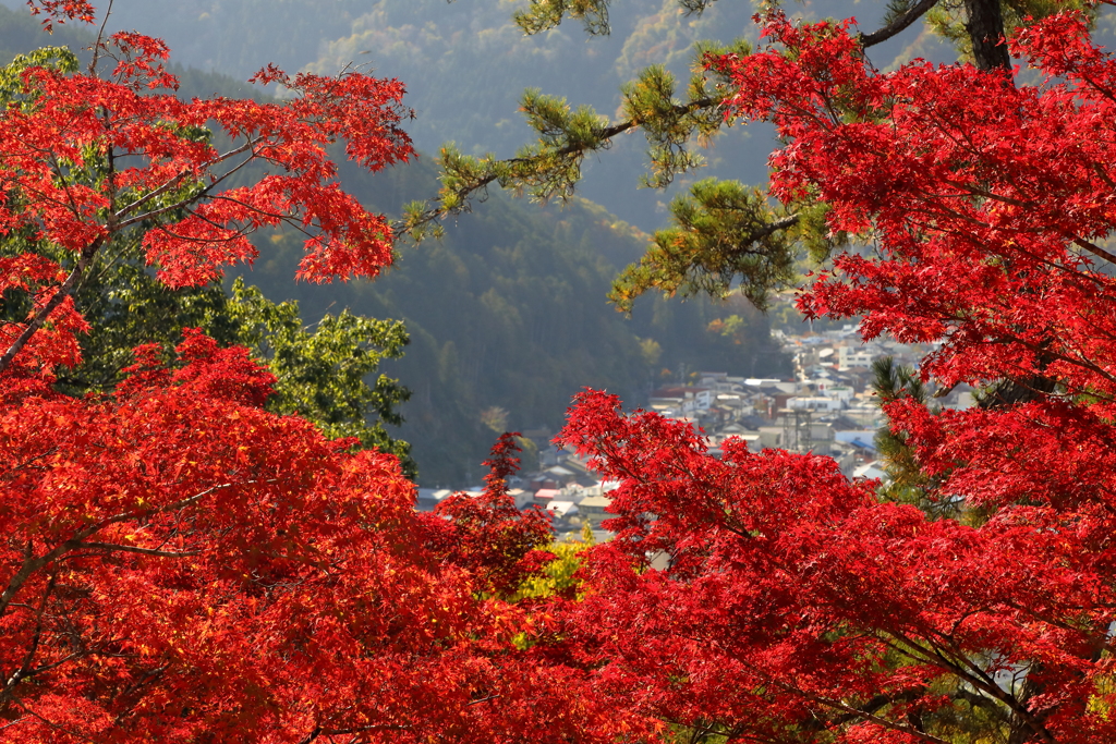 郡上八幡城より見下ろす郡上の町