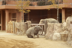 さくらちゃんとパパ　象さん親子　東山動植物園