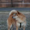コロン君　お池のほとり