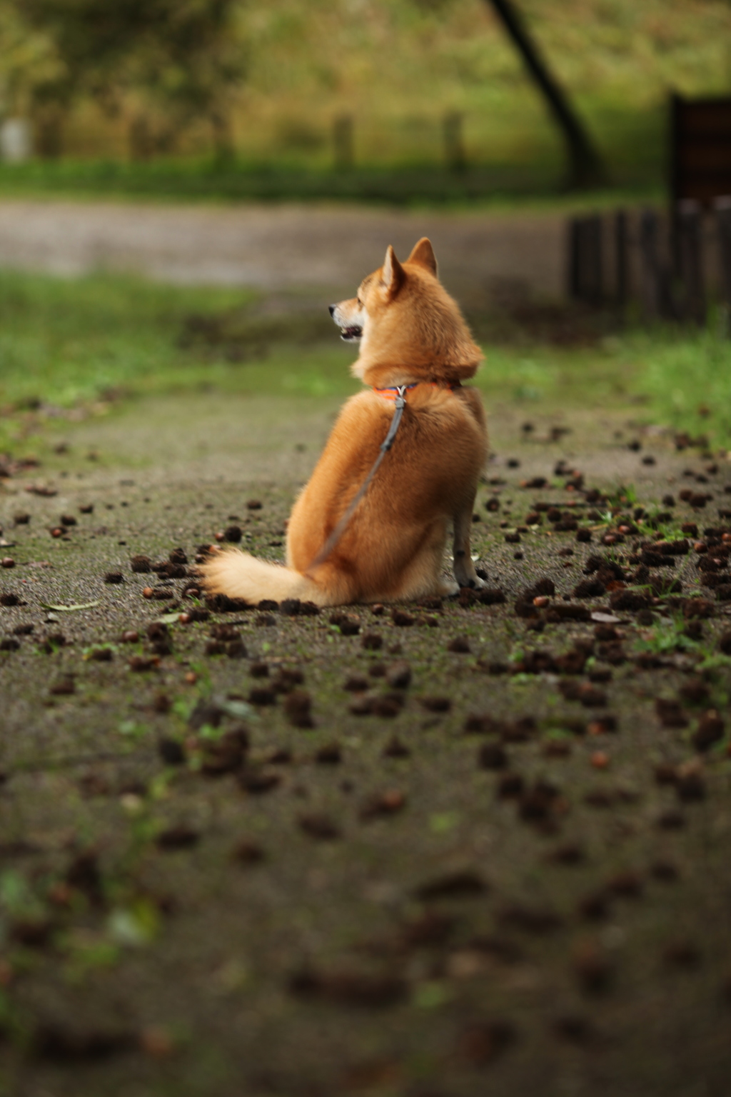 どんぐりコロコロ坂のコロン君♪